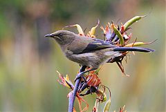 New Zealand Bellbird